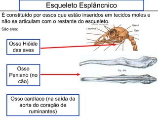 Esqueleto Esplâncnico
É constituído por ossos que estão inseridos em tecidos moles e
não se articulam com o restante do esqueleto.
São eles:


    Osso Hióide
     das aves


       Osso
    Peniano (no
       cão)


    Osso cardíaco (na saída da
       aorta do coração de
           ruminantes)
 