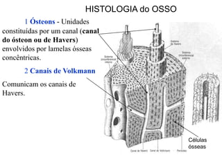HISTOLOGIA do OSSO
        1 Ósteons - Unidades
constituídas por um canal (canal
do ósteon ou de Havers)
envolvidos por lamelas ósseas
concêntricas.
       2 Canais de Volkmann
Comunicam os canais de
Havers.




                                                Células
                                                ósseas
 