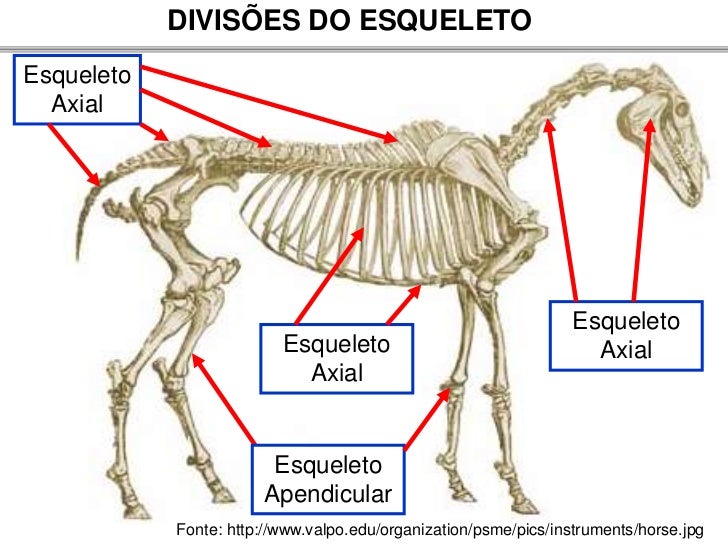 OSTEOLOGIA EQUINA PDF DOWNLOAD OSTEOLOGIA EQUINA PDF DOWNLOAD