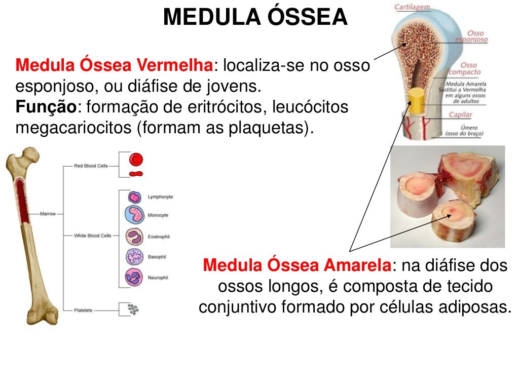 Medula Amarela E Vermelha - FDPLEARN
