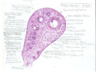 Histology of ovary | PPT