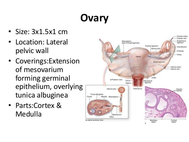 histology of ovary size of ovaries