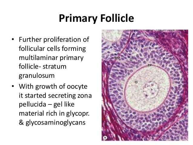 Histology of ovary