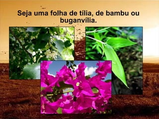 Seja uma folha de tília, de bambu ou buganvília. 