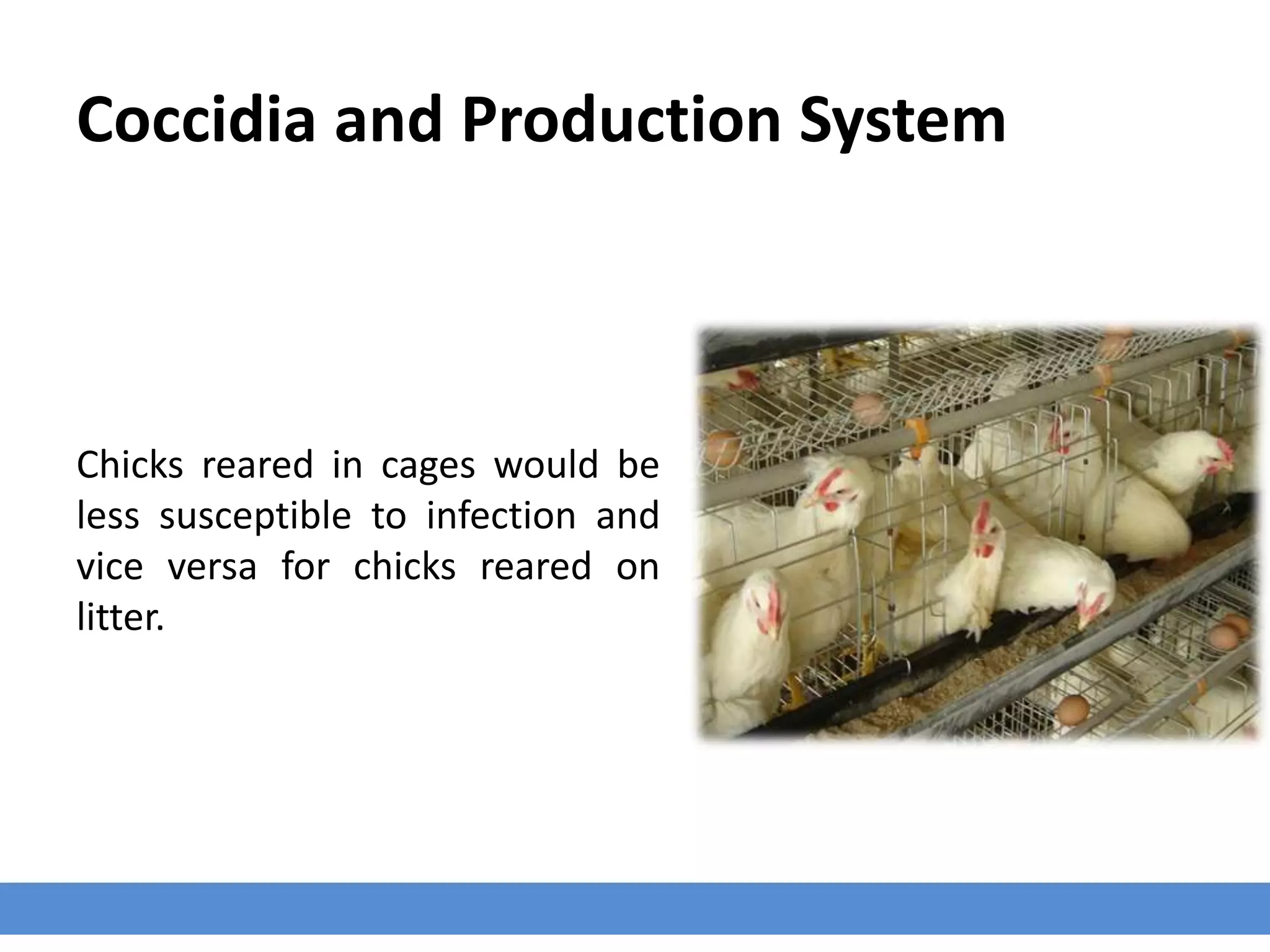 Coccidia and Production System
Chicks reared in cages would be
less susceptible to infection and
vice versa for chicks reared on
litter.
 
