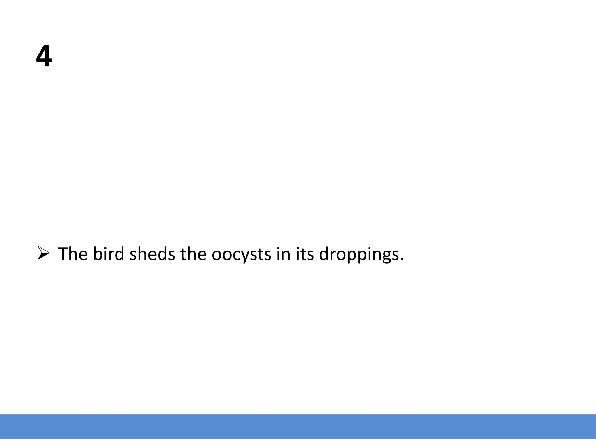 4
 The bird sheds the oocysts in its droppings.
 