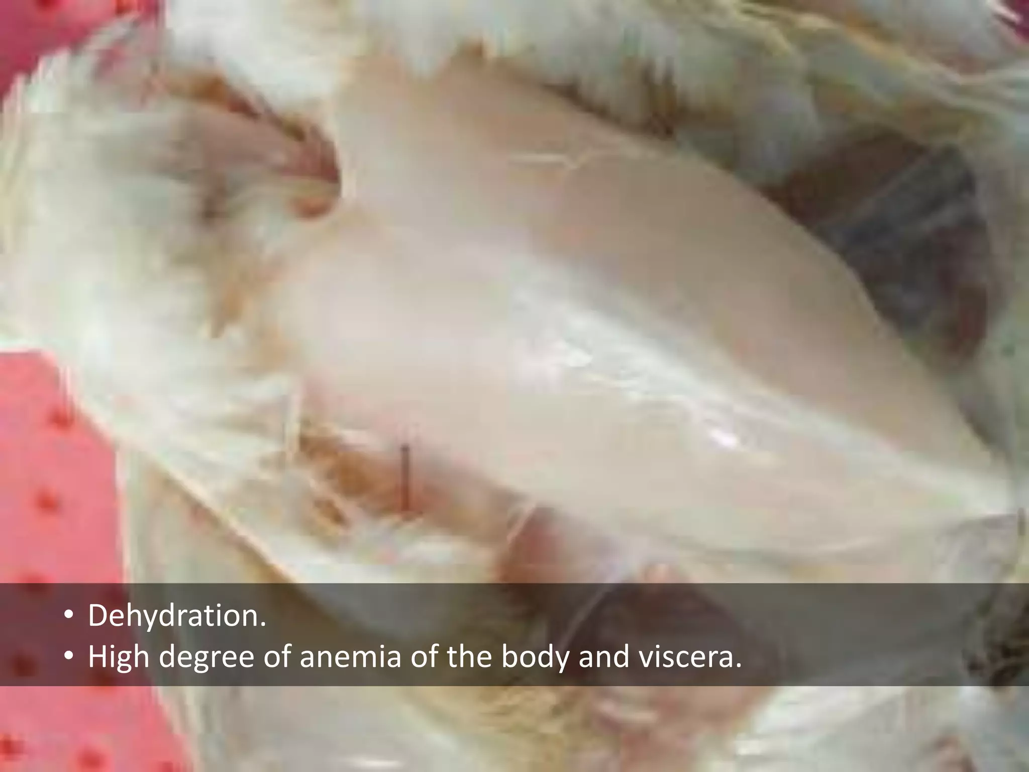 • Dehydration.
• High degree of anemia of the body and viscera.
 