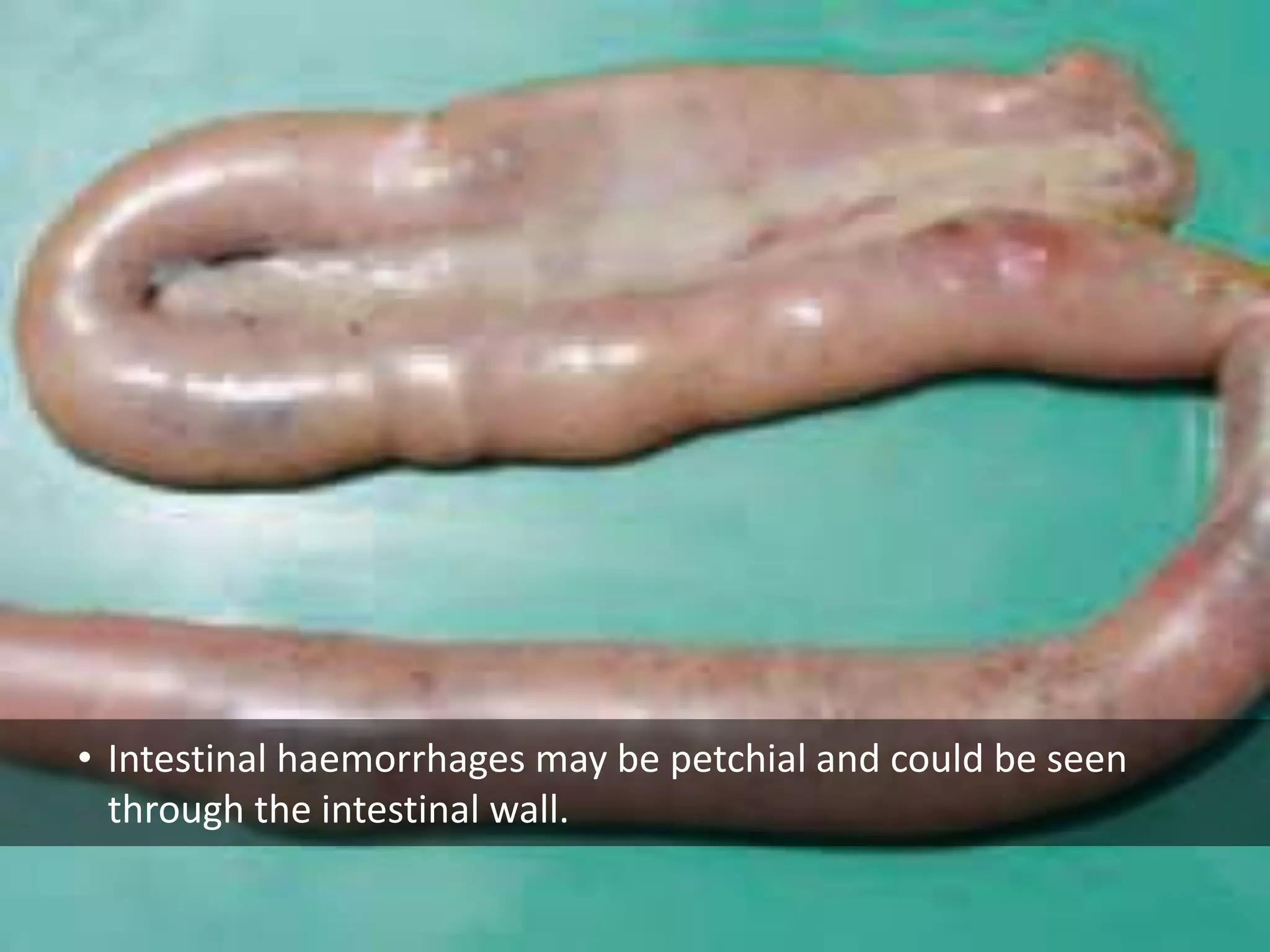 • Intestinal haemorrhages may be petchial and could be seen
through the intestinal wall.
 