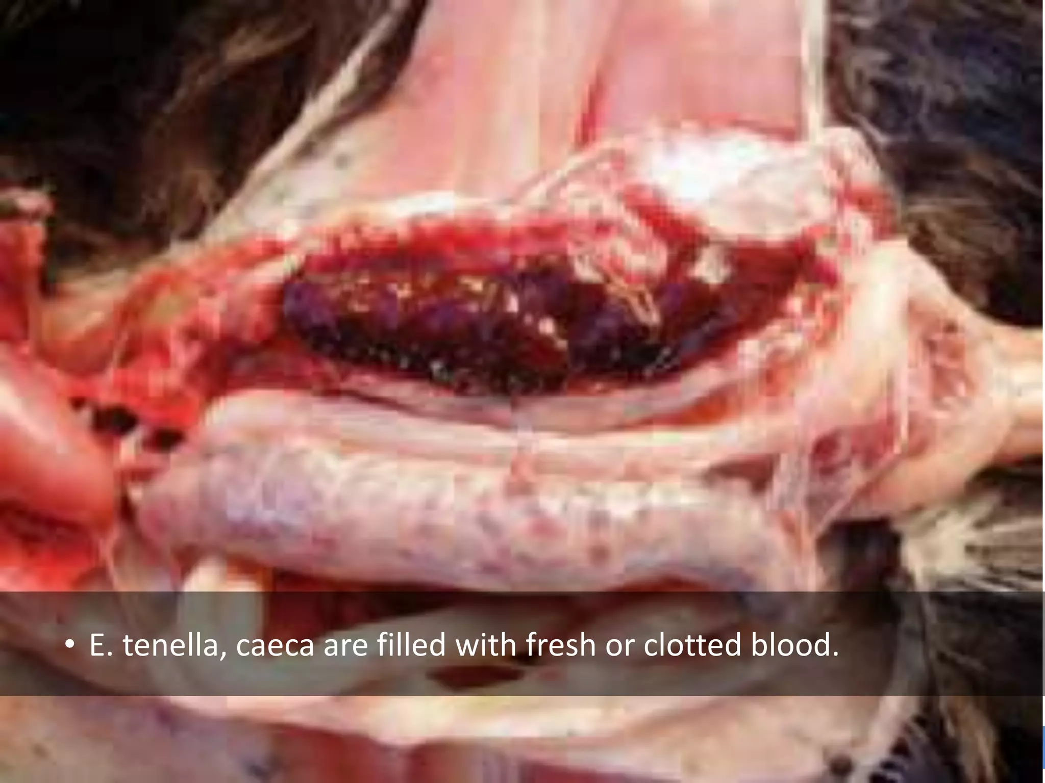 • E. tenella, caeca are filled with fresh or clotted blood.
 