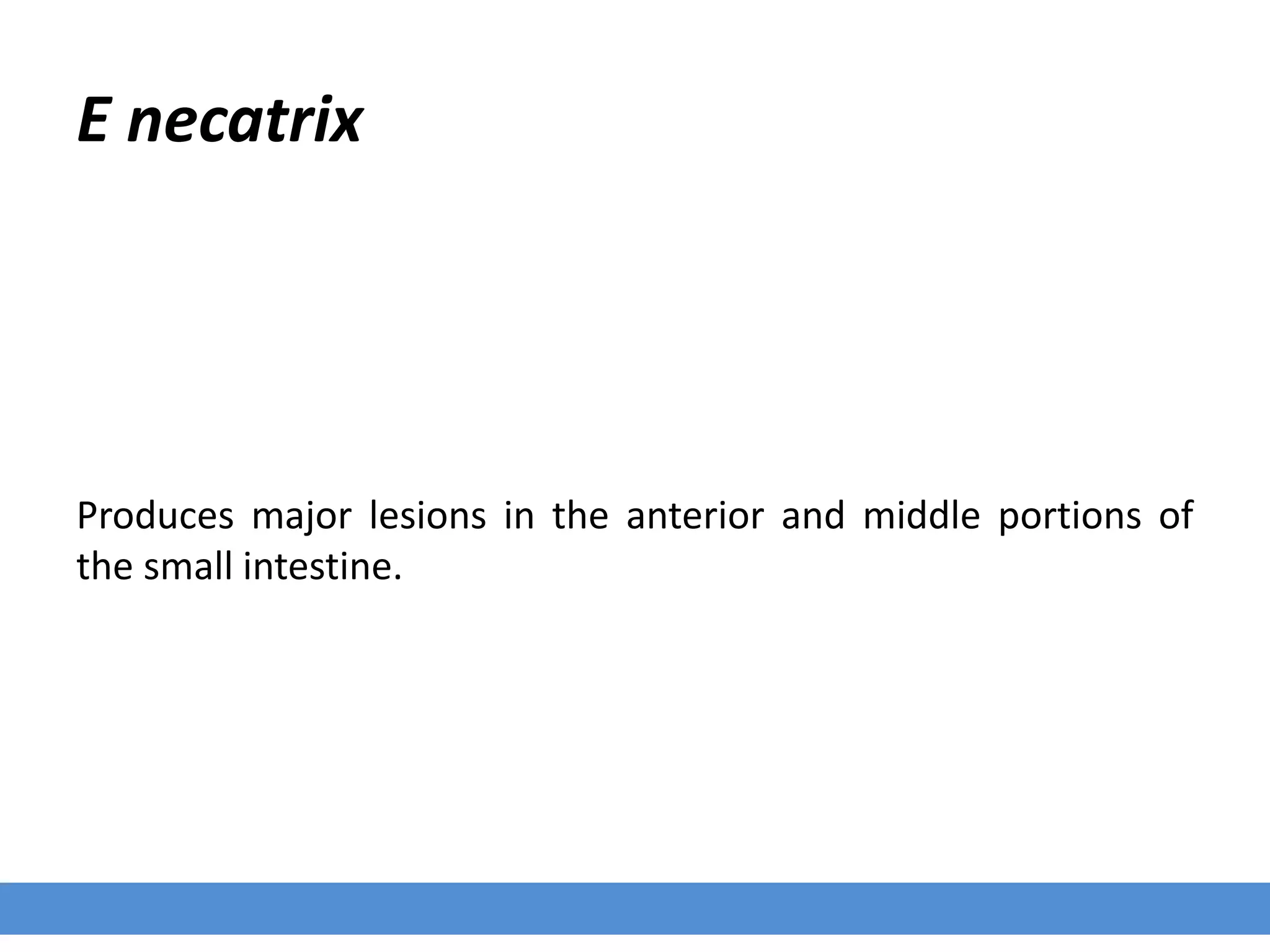 E necatrix
Produces major lesions in the anterior and middle portions of
the small intestine.
 