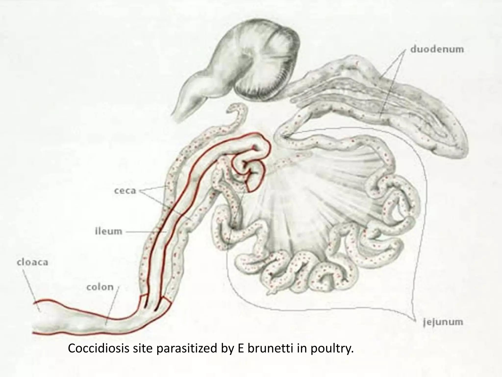 Coccidiosis site parasitized by E brunetti in poultry.
 