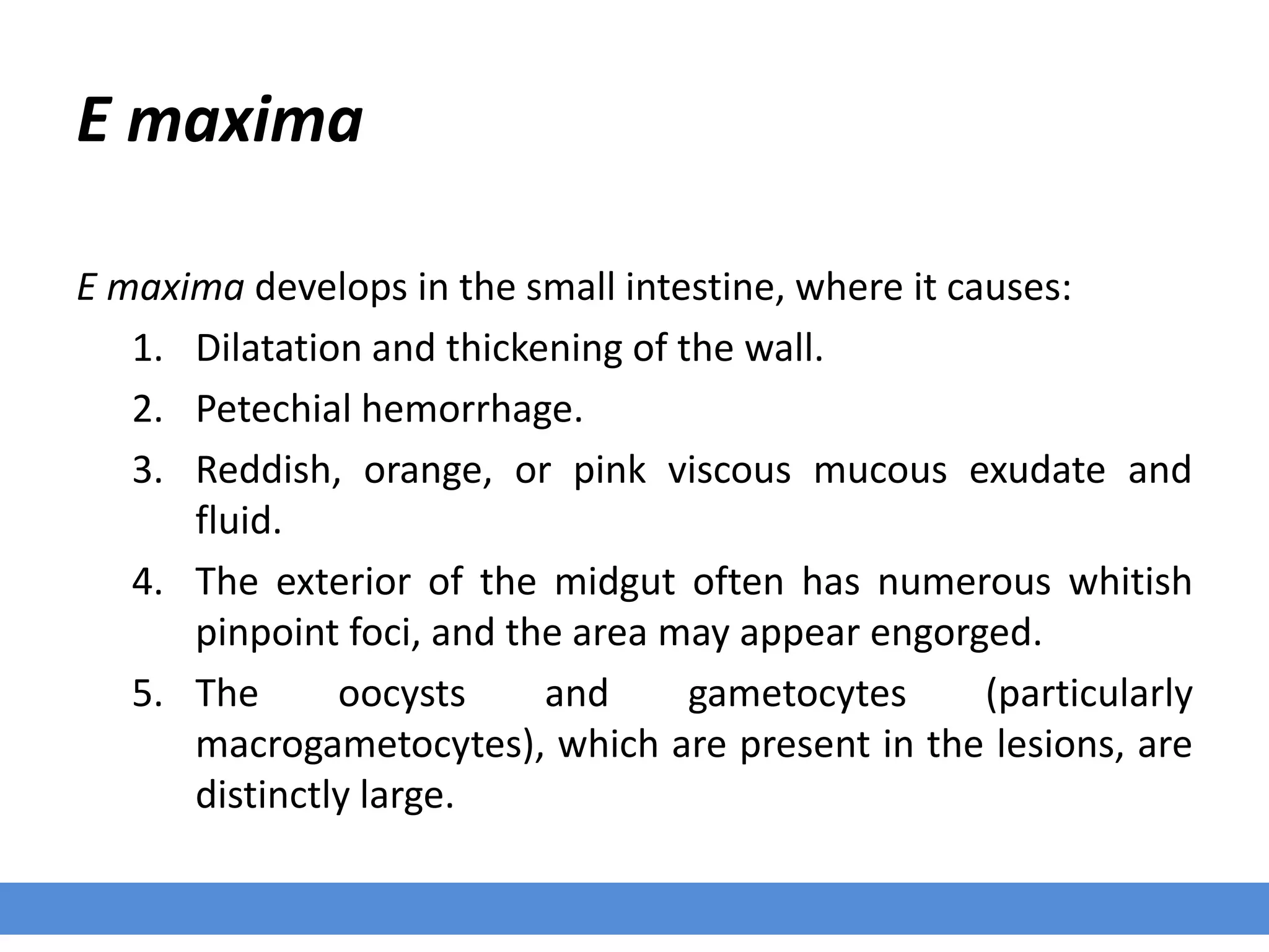 E maxima
E maxima develops in the small intestine, where it causes:
1. Dilatation and thickening of the wall.
2. Petechial hemorrhage.
3. Reddish, orange, or pink viscous mucous exudate and
fluid.
4. The exterior of the midgut often has numerous whitish
pinpoint foci, and the area may appear engorged.
5. The oocysts and gametocytes (particularly
macrogametocytes), which are present in the lesions, are
distinctly large.
 