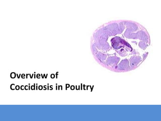 Overview of
Coccidiosis in Poultry
 