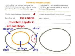 Label parts of egg