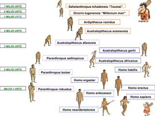 Ardipithecus ramidus Australopithecus anamensis   Orrorin tugene n sis “Millenium man ” Australopithecus africanus Australopithecus garhi   Australopithecus afarensis 2 MIL I OI URTE Homo habilis Homo ergaster Homo antecessor Homo neandertalensis Homo sapiens 7  MIL I OI URTE 5  MIL I OI  URTE 4 MIL I OI URTE 3 MIL I OI URTE MIL I OI 1 URTE 6 MIL I OI URTE Sahelanthropus tchadensis “Toumai” Paranthropus aethiopicus Paranthropus boisei Homo erectus Paranthropus robustus 