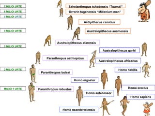 Ardipithecus ramidus Australopithecus anamensis   Orrorin tugene n sis “Millenium man” Australopithecus africanus Australopithecus garhi   Australopithecus afarensis 2 MIL I OI URTE Homo habilis Homo ergaster Homo antecessor Homo neandertalensis Homo sapiens 7  MIL I OI URTE 5  MIL I OI  URTE 4 MIL I OI URTE 3 MIL I OI URTE MIL I OI 1 URTE 6 MIL I OI URTE Sahelanthropus tchadensis “Toumai” Paranthropus aethiopicus Paranthropus boisei Homo erectus Paranthropus robustus 