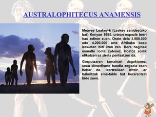 Australophitecus anamensis AUSTRALOPHITECUS ANAMENSIS   Meavey Leakey-k (Leakey senideetako bat) Kenyan 1995. urtean espezie berri hau ediren zuen. Orain dela 3.900.000 edo 4.200.000 urte Afrikako baso irekietan bizi izan zen. Bere haginek esmalte lodia zutenez, hostoz soilik elikatzen ez zirela pentsatzen da.  Gorputzaren tamainari dagokionez, sexu dimorfismo handia zegoela esan behar da. Ikertzaileen iritziz, ar bakoitzak eme-talde bat berarentzat bide zuen. 