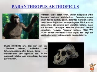Paranthropus aethiopicus PARANTHROPUS AETHIOPICUS Frantses talde batek 1967. urtean Etiopiako Omo ibaiaren ondoan  Aethiopicus   Paranthropus -en   lehen fosila aurkitu zuen. Zalantza handiak sortu ziren haren inguruan, antropologoek 1985 arte ez baitzekiten eboluzioko zein ataletan kokatu. Alan eta Richard Leakey-k Koobi-n (Turkana lakuko ekialdean, Kenyan) ‘garezur beltza’,  KNM WT 17000,  ediren zutenean arazoa argitu zen, argi eta garbi adierazten baitu espezie horren jatorria. Duela 2.500.000 urte bizi izan zen eta 1.500.000 urtetan, Afrikako toki lehorretan  Homo -ekin batera. Sexu-  -dimorfismoa oso agerikoa zen. Fruitu gogorrak jateko, oso masailezur berezia garatu zuen. 