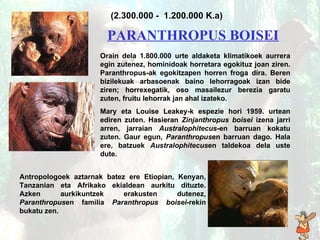 Orain dela 1.800.000 urte aldaketa klimatikoek aurrera egin zutenez, hominidoak horretara egokituz joan ziren. Paranthropus-ak egokitzapen horren froga dira. Beren bizilekuak arbasoenak baino lehorragoak izan bide ziren; horrexegatik, oso masailezur berezia garatu zuten, fruitu lehorrak jan ahal izateko.  Mary eta Louise Leakey-k espezie hori 1959. urtean ediren zuten. Hasieran  Zinjanthropus boisei  izena jarri arren, jarraian  Australophitecus -en barruan kokatu zuten. Gaur egun,  Paranthropus en barruan dago .  Hala ere, batzuek  Austr a lophitecus en taldekoa dela uste dute. Antropologoek aztarnak batez ere Etiopian, Kenyan, Tanzanian eta Afrikako ekialdean aurkitu dituzte. Azken aurkikuntzek erakusten dutenez,  Paranthropus en familia  Paranthropus boisei -rekin bukatu zen. (2.300.000 -  1.200.000 K.a) PARANTHROPUS BOISEI   