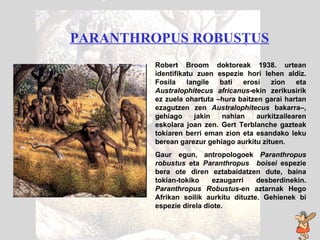 Paranthropus robustus PARANTHROPUS ROBUSTUS   Robert Broom doktoreak 1938. urtean identifikatu zuen espezie hori lehen aldiz. Fosila langile bati erosi zion eta  Australophitecus africanus -ekin zerikusirik ez zuela ohartuta –hura baitzen garai hartan ezagutzen zen  Australophitecus  bakarra–, gehiago jakin nahian aurkitzailearen eskolara joan zen. Gert   Terblanche gazteak tokiaren berri eman zion eta esandako leku berean garezur gehiago aurkitu zituen. Gaur egun, antropologoek  Paranthropus robustus  eta  Paranthropus   boisei  espezie bera ote diren eztabaidatzen dute, baina tokian-tokiko ezaugarri desberdinekin.  Paranthropus   Robustus -en aztarnak Hego Afrikan soilik aurkitu dituzte. Gehienek bi espezie direla diote. 