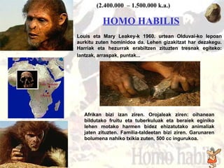 Homo habilis Louis eta Mary Leakey-k 1960. urtean Oldu v ai-ko lepoan aurkitu zuten hominidoa da. Lehen gizakitzat har dezakegu. Harriak eta hezurrak erabiltzen zituzten tresnak egiteko: lantzak, arraspak, puntak...   Afrikan bizi izan ziren. Orojaleak ziren: oihanean bildutako fruitu eta tuberkuluak eta beraiek eginiko lehen motako harmen bidez ehizatutako animaliak jaten zituzten. Familia-taldeetan bizi ziren. Garunaren bolumena nahiko txikia zuten, 500 cc ingurukoa.  (2. 4 00.000  – 1.500.000 k.a.) H OMO HABILIS   