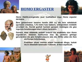 Homo ergaster H OMO ERGASTER   Homo Habilis -arenganako jauzi kualitatiboa dugu  Homo ergaster  deritzana. Bere garezurraren tamaina handia (850 cc) eta bere eskeletoak (gurearen antzekoa, 1,70 metro luze baitzen), antropoideen moldetik urruntzen du. Horrek guztiak kumeen garapen motelagoa eta giza ingurune konplexuagoa ekarri zituen berarekin. Gainera, dieta aldaketak zenbait ondorio ere ahalbidetu zion  Homo ergaster -ari: okelaren kontsumoa (hau da, proteina gehiago garunerako) eta giza konplexutasuna zela eta, Afrika uztea eta Asia  eta Europa kolonizatzea. Erabiltzen zituen tresnen artean honakoak ditugu, laxkak  eta bi aldeetatik tailatutako nukleoak,  bi-face  ospetsuak. 