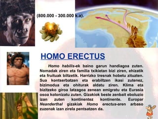 Homo erectus Homo habilis -ek baino garun handiagoa zuten. Nomadak ziren eta familia txikietan bizi ziren, ehizatik eta fruituak biltzetik. Harrizko tresnak hobetu zituzten. Sua kontserbatzen eta erabiltzen ikasi zutenez, bizimodua eta ohiturak aldatu ziren. Klima eta bizitzeko giroa latzagoa zenean emigratu eta Eurasia osoa kolonizatu zuten. Gizakiok beste zenbait eboluzio izan zuten kontinentez kontinente. Europar  Neanderthal  gizakiak  Homo erectus -aren arbaso zuzenak izan zirela pentsatzen da. HOMO ERECTUS   ( 800.000 - 300.000 k.a). 