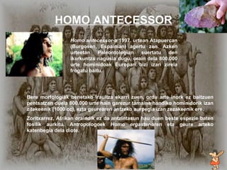 Homo antecessor HOMO ANTECESSOR Homo antecessor -a 1997. urtean Atapuercan (Burgosen, Espainian) agertu zen. Azken urteetan Paleontologian suertatu den ikerkuntza nagusia dugu, orain dela 800.000 urte hominidoak Europan bizi  izan  zirela frogatu baitu. . Bere morfologiak benetako iraultza ekarri zuen, ordu arte inork ez baitzuen pentsatzen duela 800.000 urte hain garezur tamaina handiko hominidorik izan zitekeenik (1000 cc),   ezta g e urearen antzeko aurpegia izan zezakeenik ere. Zoritxarrez, Afrikan oraindik ez da antzintasun hau duen beste espezie baten fosilik aurkitu. Antropologoek  Homo ergaster -aren eta geure arteko katenbegia dela diote. 