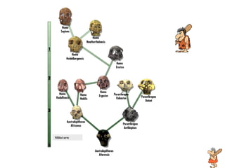 2. Aukera: Kaskahezur arbola Milioi urte 
