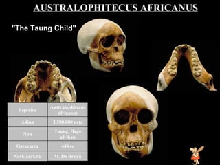 Australophitecus africanus AUSTRALOPHITECUS AFRICANUS   "The Taung Child"   M. De Bruyn Nork aurkitu 440 cc Garezurra Taung, Hego afrikan Non 2.500.000 urte Adina Australophitecus africanus Espeziea 