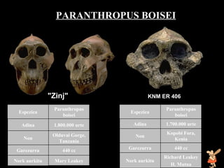 Paranthropus bosei Paranthropus bosei PARANTHROPUS BOISEI   "Zinj" KNM ER 406 Mary Leakey Nork aurkitu 440 cc Garezurra Olduvai Gorge, Tanzania Non 1.800.000 urte Adina Paranthropus boisei Espeziea Richard  Leakey H. Mutua Nork aurkitu 440 cc Garezurra Kopobi Fora, Kenia Non 1. 7 00.000 urte Adina Paranthropus boisei Espeziea 