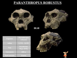 Paranthropus robustus SK 48 PARANTHROPUS ROBUSTUS   Fourie Nork aurkitu 440 cc Garezurra Swartkrans, Hego afrika Non 1.5 M – 2.0 M  Adina Paranthropus robustus Espeziea 