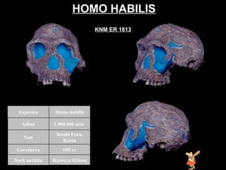 Homo habilis HOMO HABILIS KNM ER 1813 Kamoya Kimeu Nork aurkitu 600  cc Garezurra Koobi Fora, Kenia Non 1.900.000 urte  Adina Homo habilis Espeziea 