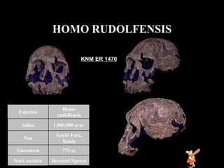 HOMO  RUDOLFENSIS KNM ER 1470 Bernard Ngeneo Nork aurkitu 775 cc Garezurra Koobi Fora, Kenia Non 1.800.000 urte  Adina Homo rudolfensis Espeziea 