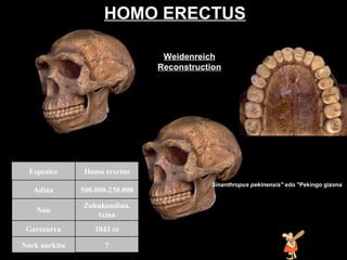 Homo erectus HOMO ERECTUS Sinanthropus pekinensis"  edo "Pekingo gizona Weidenreich Reconstruction ? Nork aurkitu 1043 cc Garezurra Zohukoudian, txina Non 500.000-230.000 Adina Homo erectus Espeziea 