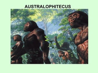 australophitecus AUSTRALOPHITECUS 