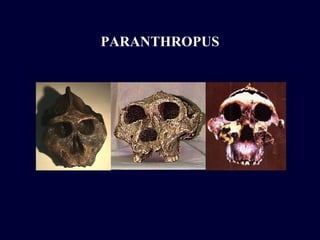 PARANTHROPUS 