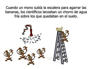 Cuando un mono subía la escalera para agarrar las bananas, los científicos lanzaban un chorro de agua fría sobre los que quedaban en el suelo. 