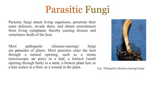 Nutritional mode of Fungi / Parasitic fungi | PPTX
