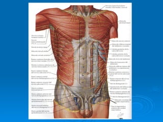 Stomach Netter Anatomia de la Pared abdominal-Netter.ppt