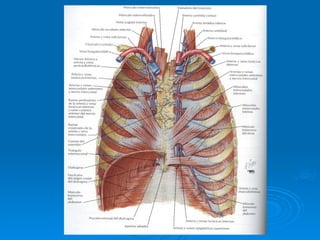 Stomach Netter Anatomia de la Pared abdominal-Netter.ppt
