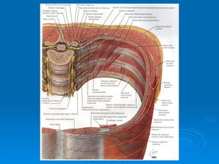 Stomach Netter Anatomia de la Pared abdominal-Netter.ppt