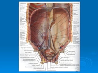 Stomach Netter Anatomia de la Pared abdominal-Netter.ppt