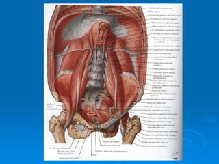 Stomach Netter Anatomia de la Pared abdominal-Netter.ppt