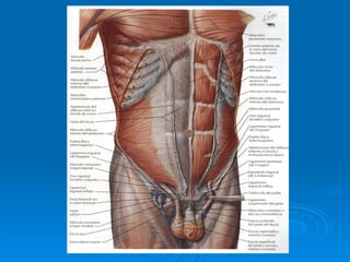 Stomach Netter Anatomia de la Pared abdominal-Netter.ppt