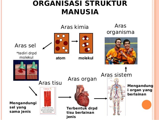 1 Pengenalan Anatomi Dan Fisiologi Tingkatan 4