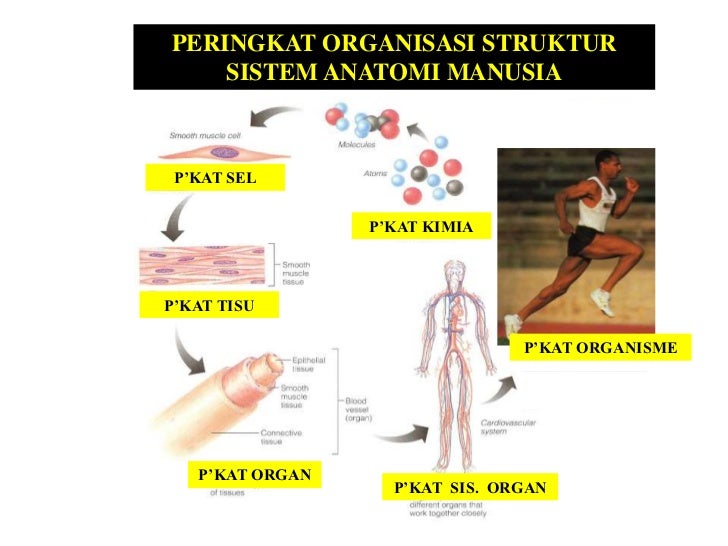 Anatomy Musculoskeletal (pengenalan satah)