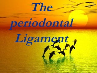 The
periodontal
 Ligament
 