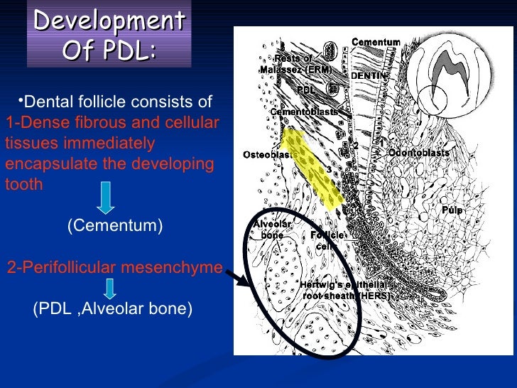 1 periodontal ligament future