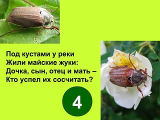 Под кустами у реки
Жили майские жуки:
Дочка, сын, отец и мать –
Кто успел их сосчитать?
4